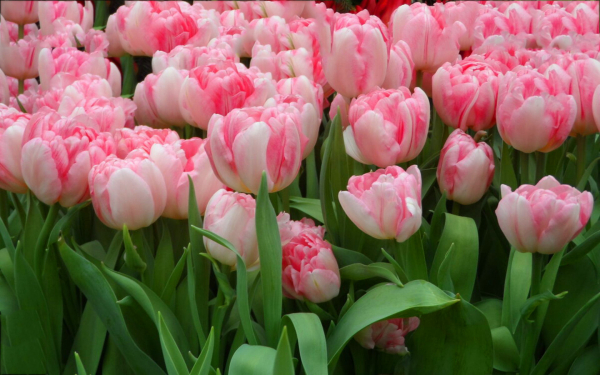 Тюльпаны махровые розовые