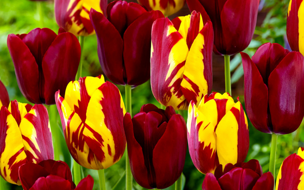 Тюльпаны на заставку