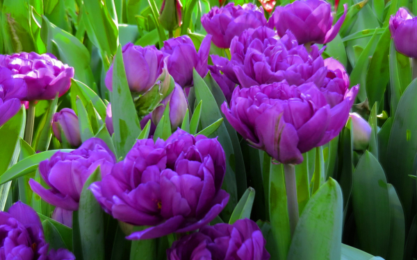 Тюльпаны пионовидные