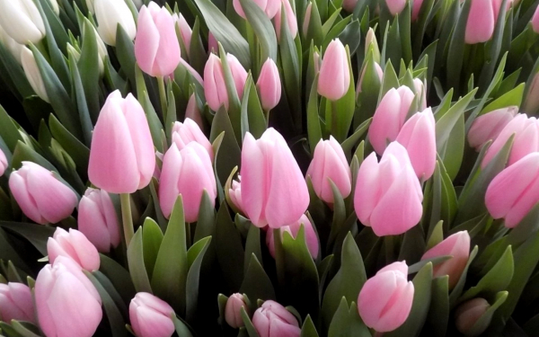 Тюльпаны розовые