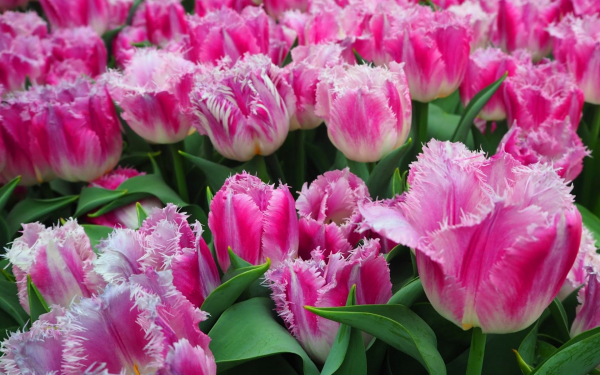 Тюльпан Овьедо бахромчатый