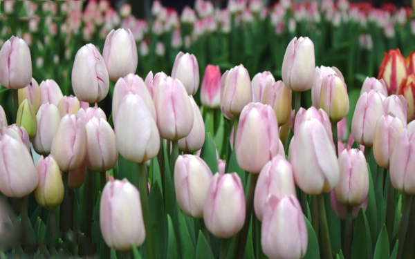 Тюльпан Барселона Бьюти