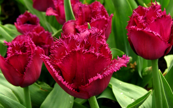 Тюпаны бахромчатые пурпурные