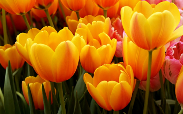 Тюльпаны цветы весны