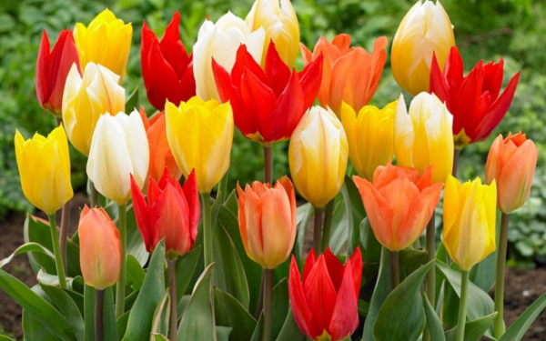 Тюльпаны Фостера