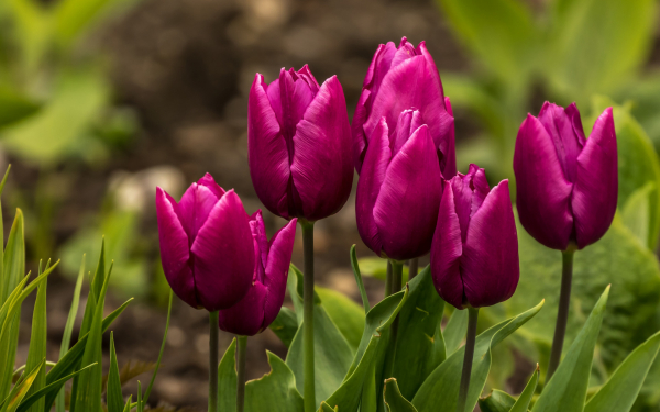 Тюльпаны пурпурные
