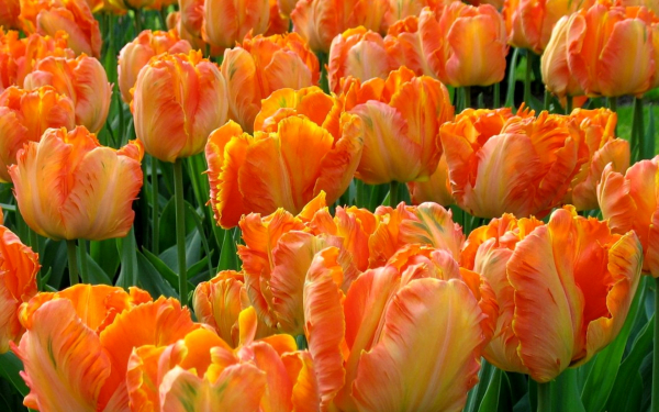 Тюльпаны оранжевые