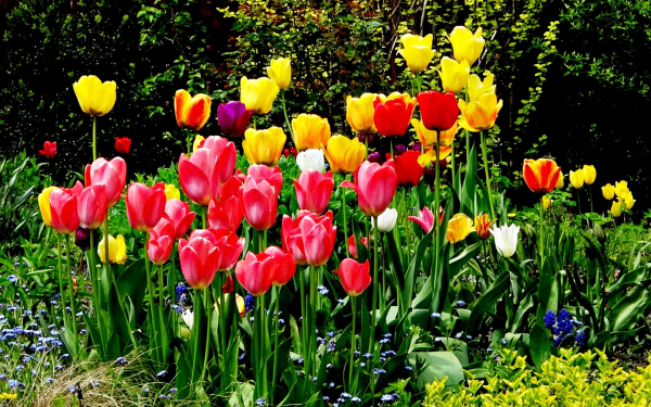 Тюльпаны на садовой клумбе
