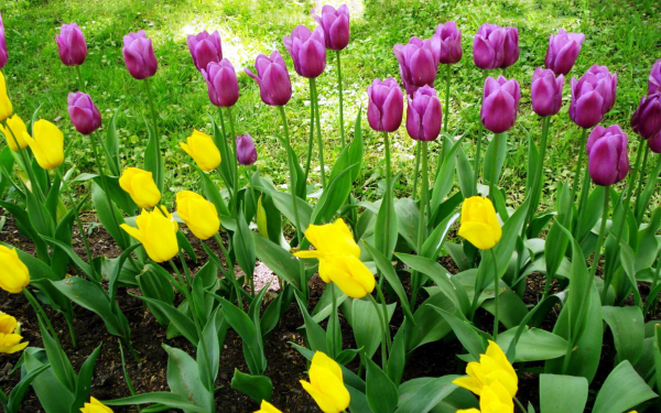 Тюльпаны на клумбе