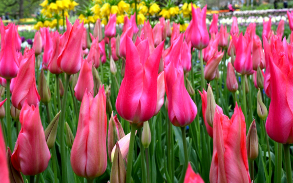 Тюльпаны лилиецветковые Мариетта
