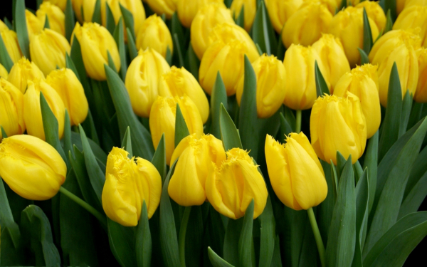 Тюльпаны желтые Давенпорт