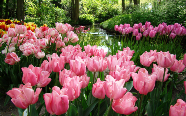 Тюльпаны в лесопарке