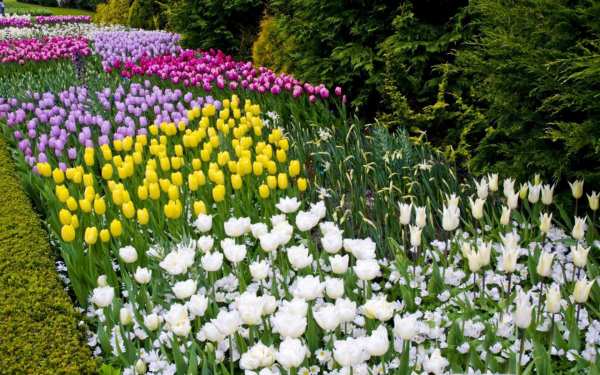 Тюльпаны в ботаническом саду