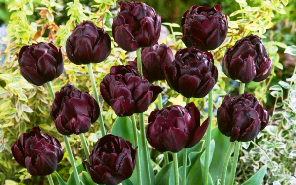 Тюльпан Черный Герой