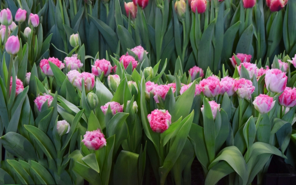 Тюльпан Хрустящая любовь