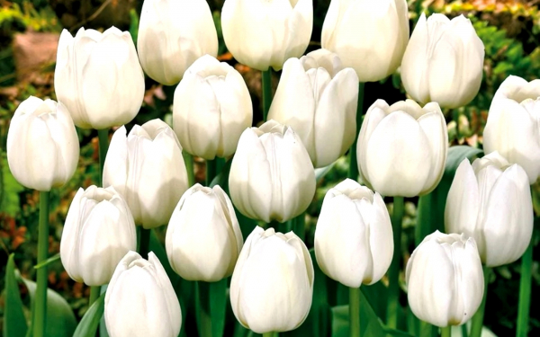 Тюльпан Сильвер