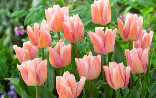 Тюльпан Реджойс