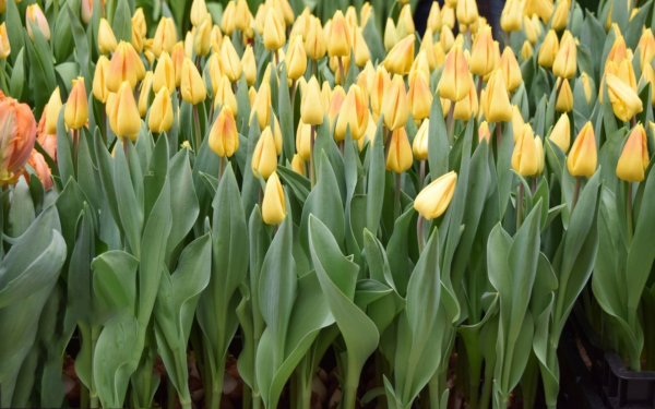 Тюльпан полет