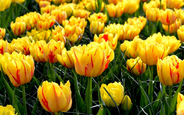 Тюльпан Монселла