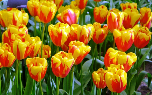 Тюльпан Королева Голландии