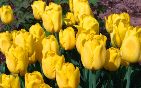 Тюльпан золотое  танго