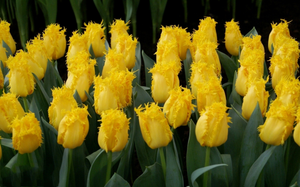 Тюльпан Валерий