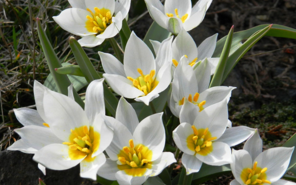 Тюльпан ботанический Полихрома