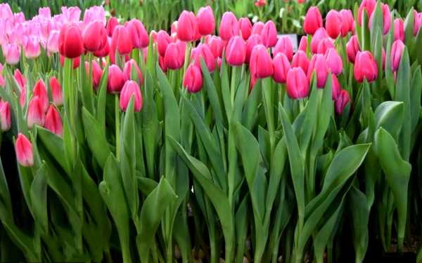 Тюльпан Анаконда