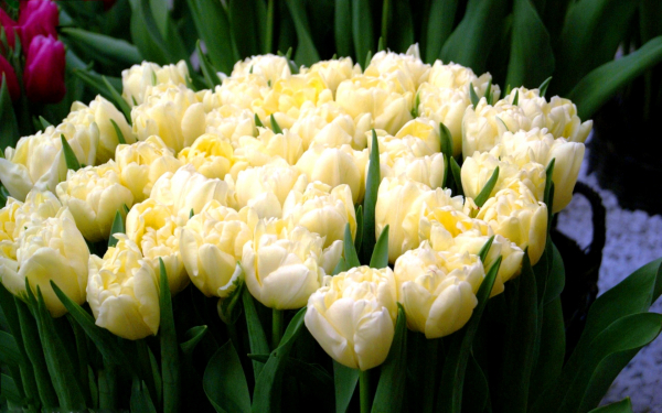 Тюльпан Авангард