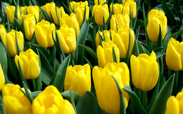 Тюльпан Strong gold