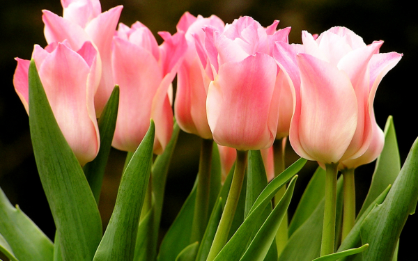 Розовые тюльпаны