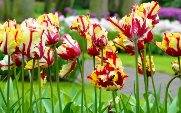 Попугайные тюльпаны