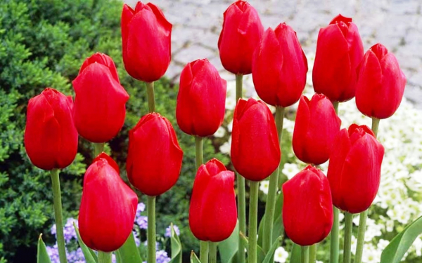 Красные тюльпаны