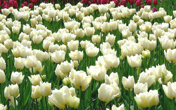 Белые тюльпаны