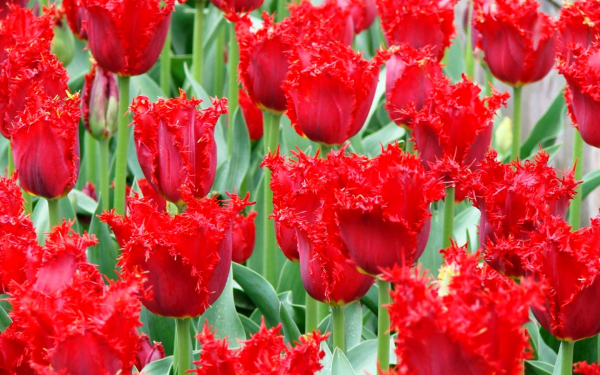 Тюльпан бахромчатый красный