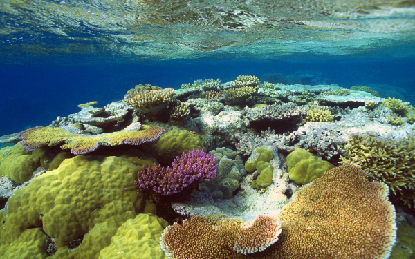 Коралловый риф