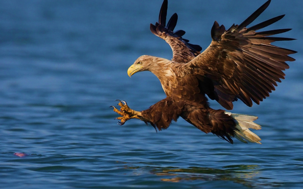 Орел рыболов