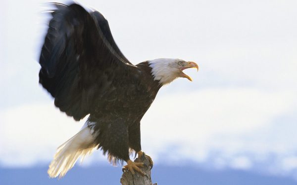 Белоголовый орлан