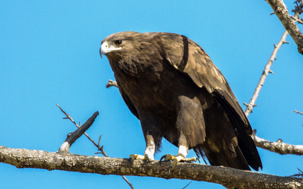 Большой подорлик