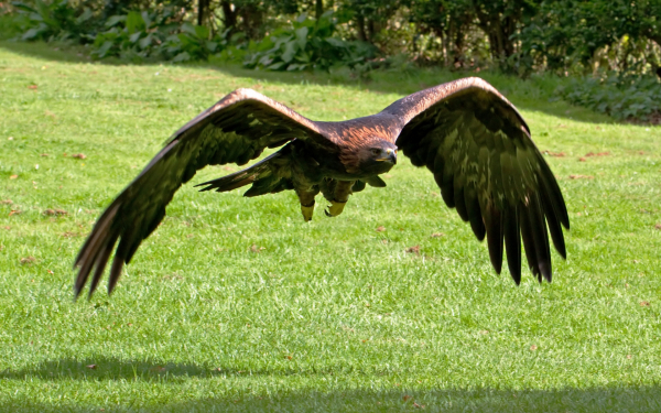 Золотой орел беркут