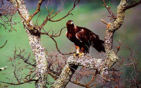 Орел сидит на дереве