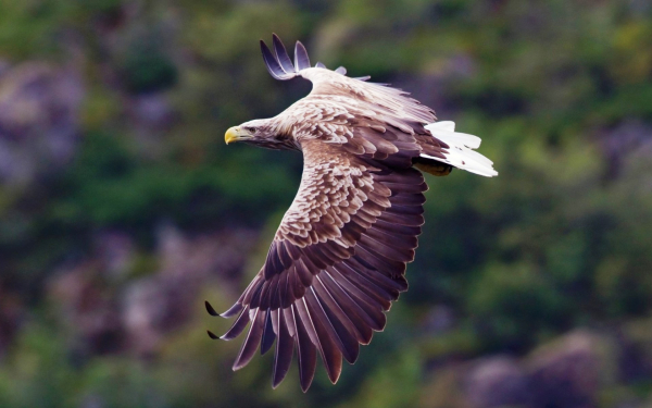 Орлан белохвост в полете