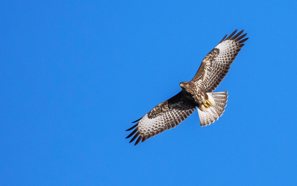 Ястребиный орел