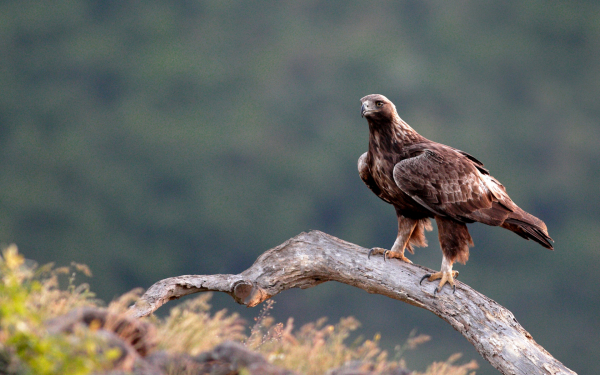 Хищная птица беркут