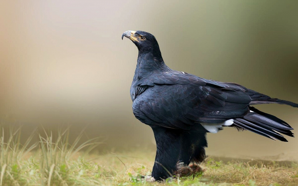 Черный орел