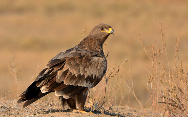 Степной орел