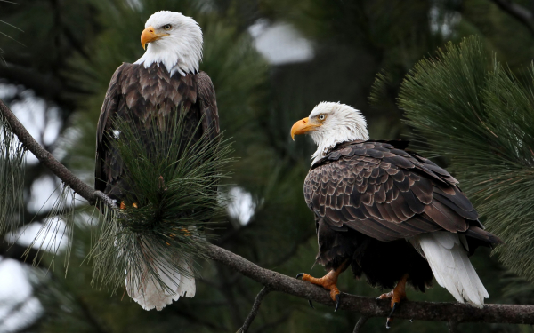 Белоголовые орланы на дереве