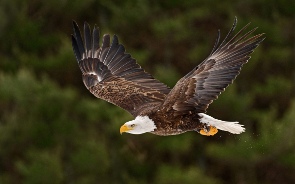 Белоголовый орлан в полете