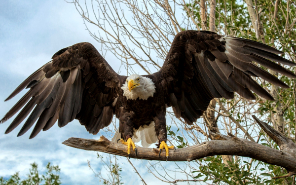 Белоголовый орлан на ветке