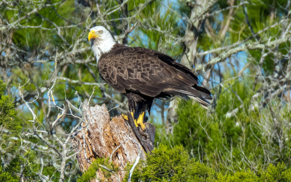 Белоголовый орлан